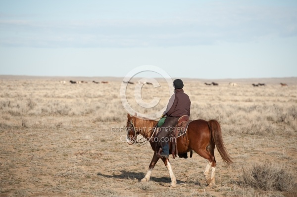 Riding to the Wild Horses with The Hideout Guest Ranch