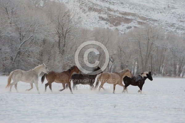 The Hideout Guest Ranch Horses in the Snow