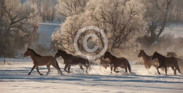 The Hideout Guest Ranch Horses in the Snow