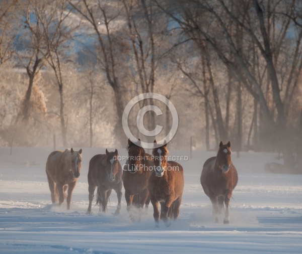 The Hideout Guest Ranch Horses in the Snow