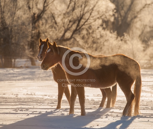 The Hideout Guest Ranch Horses in the Snow