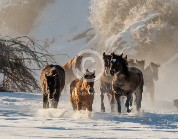 The Hideout Guest Ranch Horses in the Snow