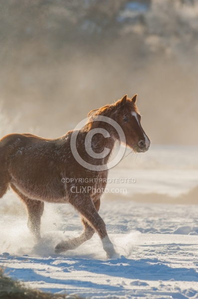 The Hideout Guest Ranch Horses in the Snow