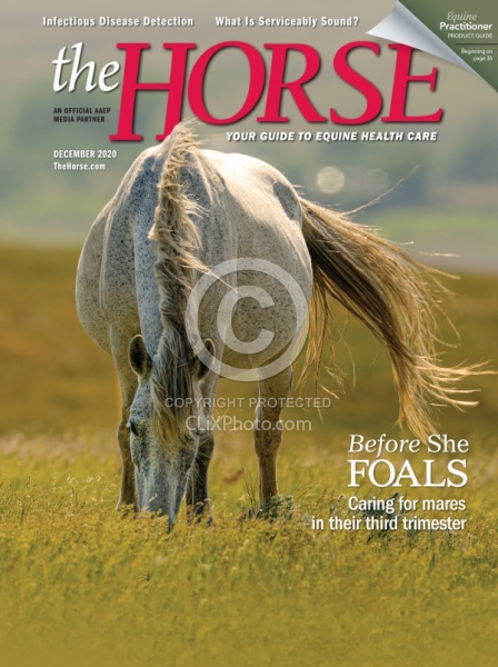 The Horse December 2020