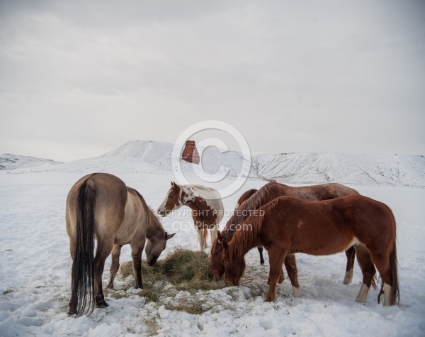 Horses Eating Hay in Winter