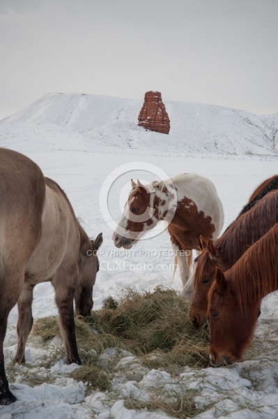 Horses Eating Hay in Winter