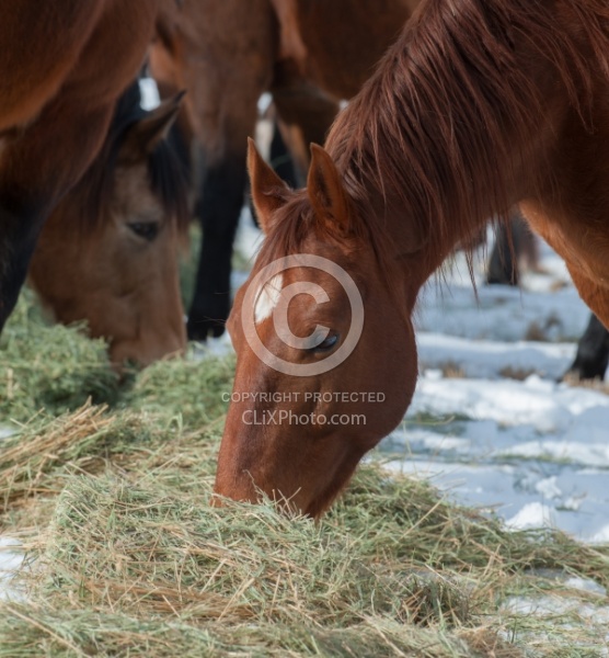 Horses Eating Hay in Winter