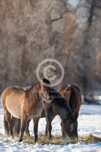 Horses Eating Hay in Winter