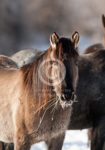 Horses Eating Hay in Winter