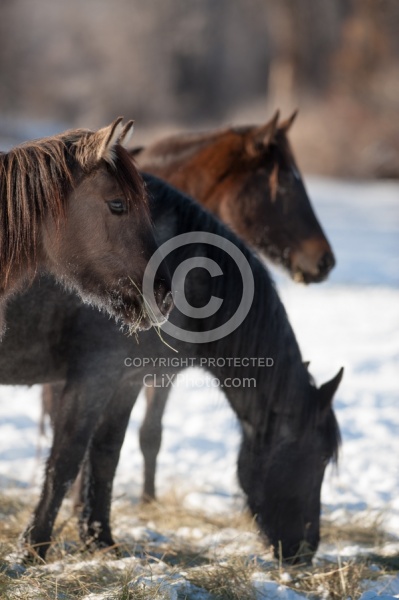 Horses Eating Hay in Winter