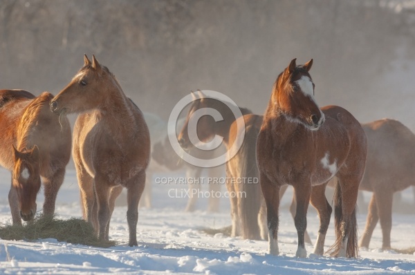 Horses Eating Hay in Winter