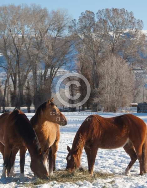 Horses Eating Hay in Winter