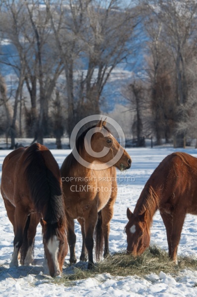 Horses Eating Hay in Winter