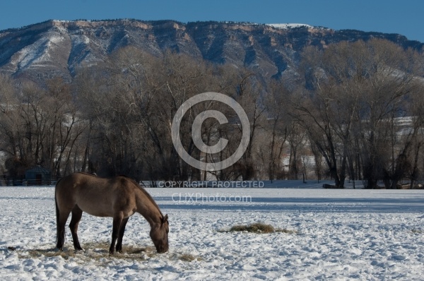 Horses Eating Hay in Winter