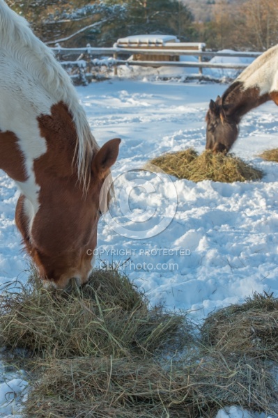 Horse Eating Hay in Winter