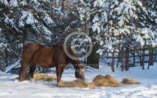 Horse Eating Hay in Winter