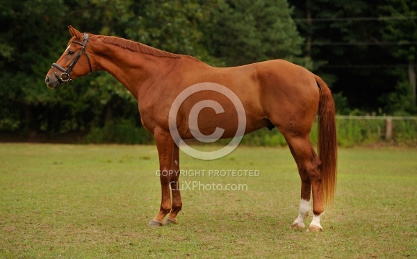 Vee McKeys Hanoverian Conformation