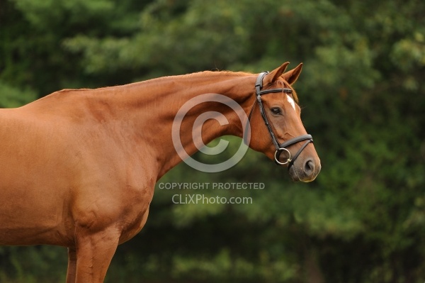 Hanoverian Portrait