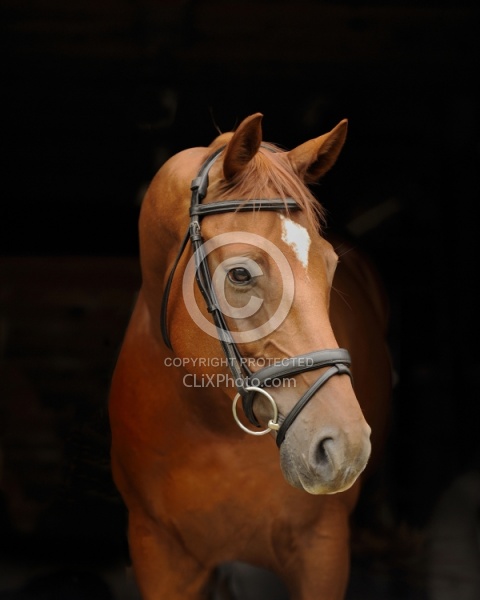 Hanoverian Portrait