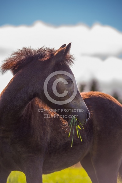 Connemara Filly Grazing, Century Hill s Hazy Pearl Feeding Foals