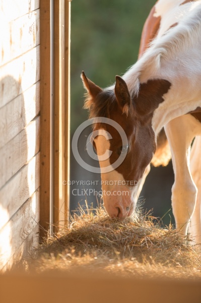 Feeding Foals