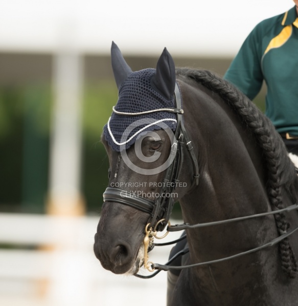 Braids Braided  Mane