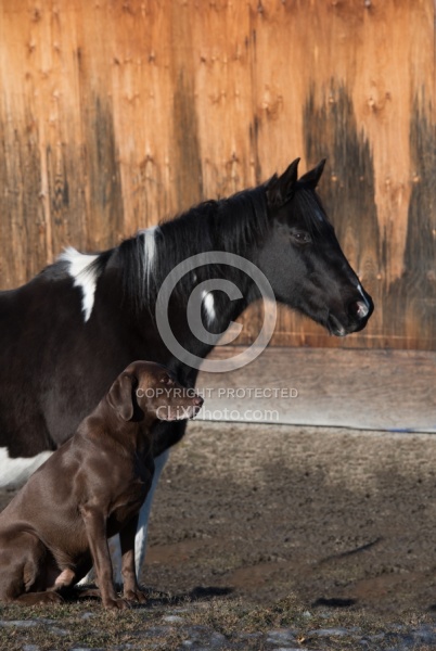 Dog and Horse