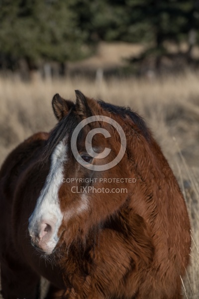 Senior Arabian Portrait