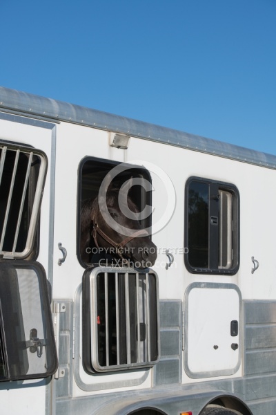 Trailering - Horse in Trailer