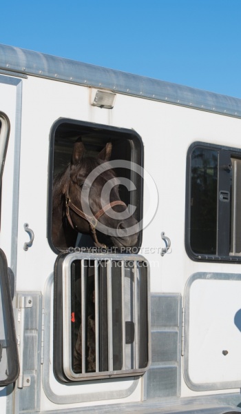 Trailering - Horse in Trailer