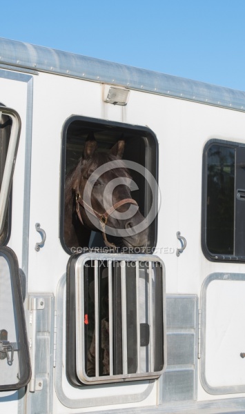 Trailering - Horse in Trailer