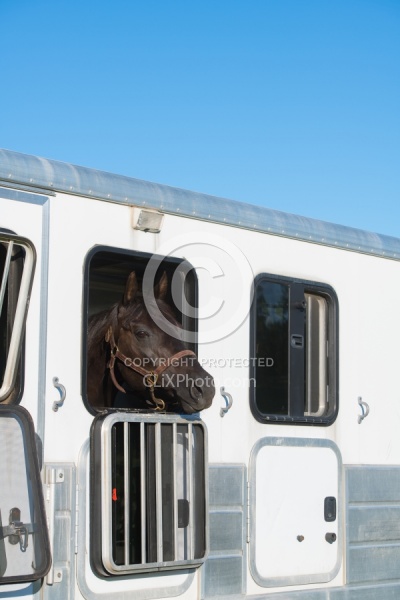 Trailering - Horse in Trailer