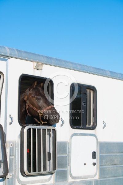 Trailering - Horse in Trailer