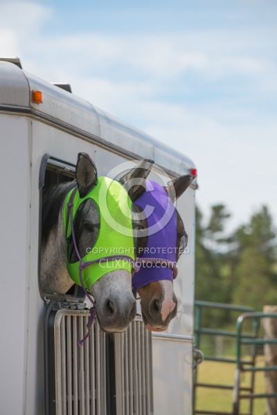 Trailering - Horse in Trailer