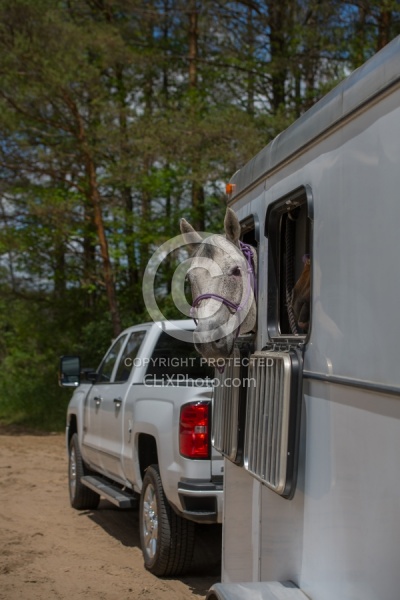 Trailering - Horse in Trailer