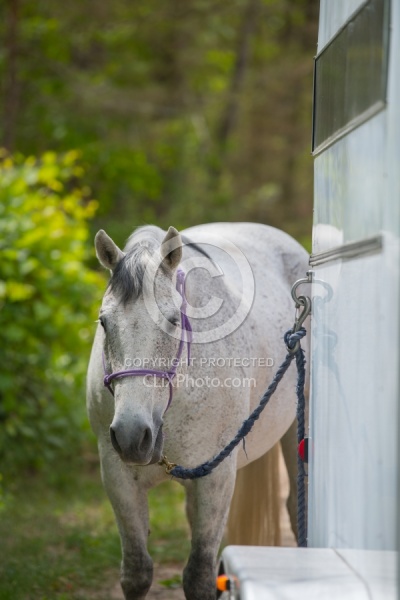 Horse at Trailer