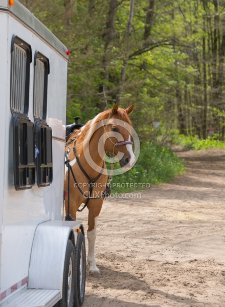 Horse at Trailer