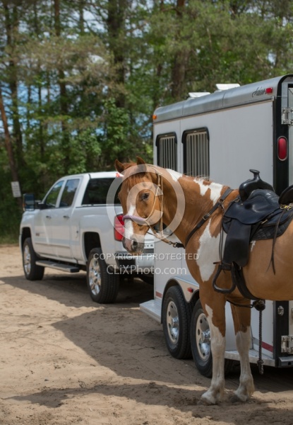 Horse at Trailer