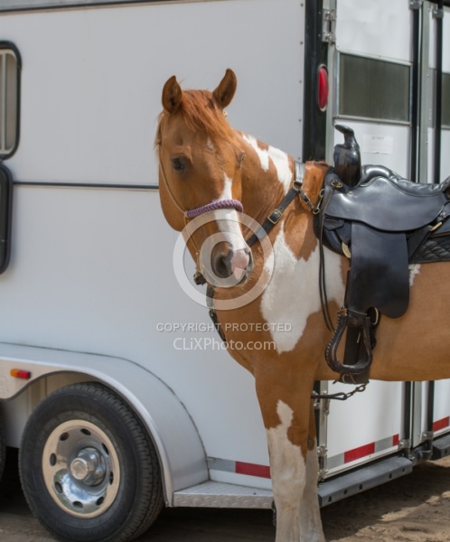 Horse at Trailer