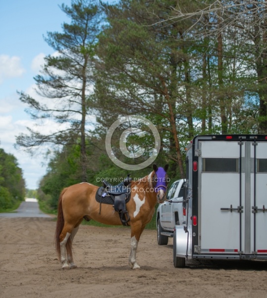 Horse at Trailer