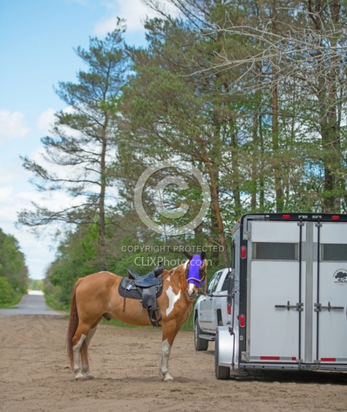 Horse at Trailer