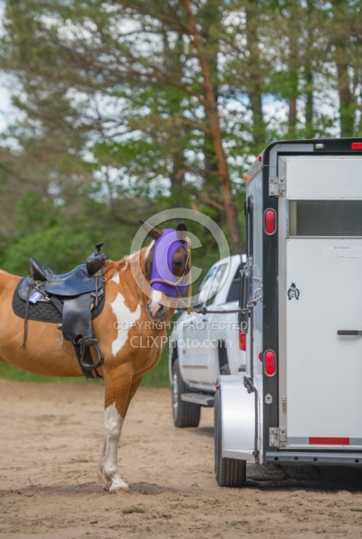 Horse at Trailer