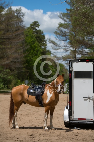Horse at Trailer