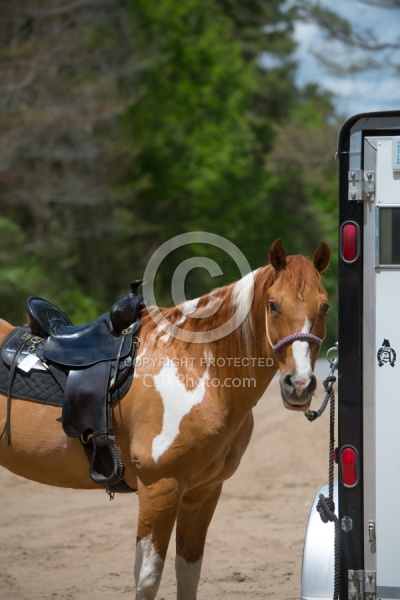 Horse at Trailer