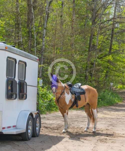Horse at Trailer