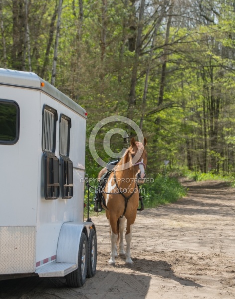 Horse at Trailer