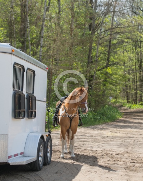 Horse at Trailer