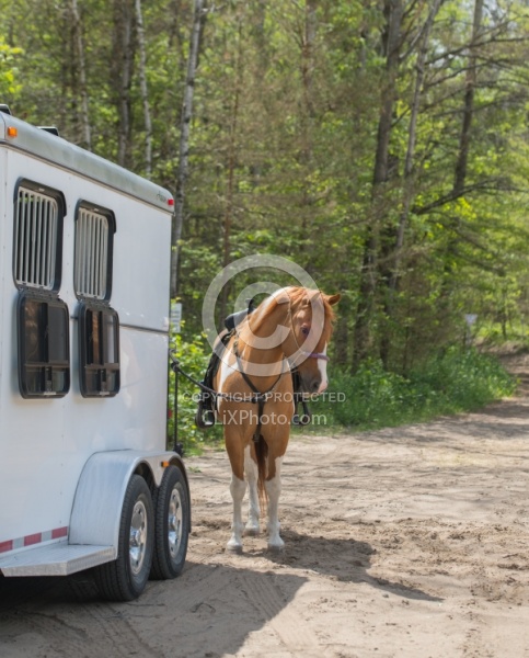 Horse at Trailer