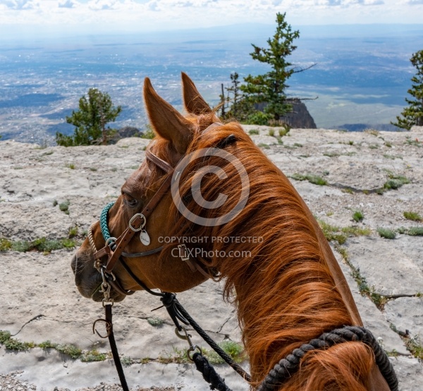 Sandia Wilderness with Enchantment Equitreks