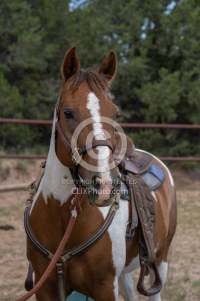 Working with Rescue Horse Enchantment Equitreks